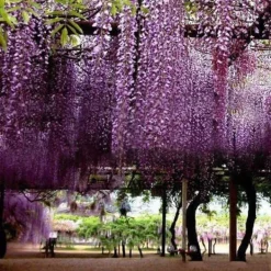 Discount 20 frön Balkong Wisteria Frö Gräsmatta Plant Frö Trädgård Wisteria Frö för utomhusgård Blå Frø