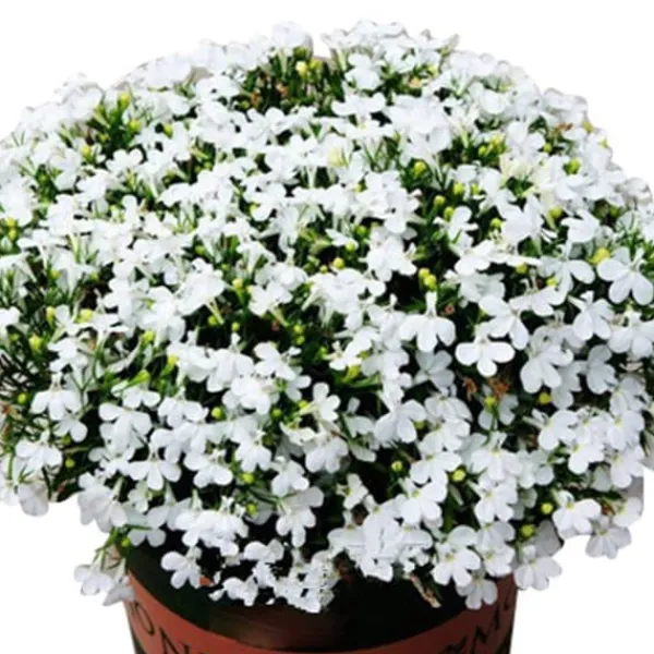 Online 200 frön/pack Färgglada rosfrön Bonsai i krukväxt Hög överlevnadsgrad för trädgårdsdekoration på balkongen Frø