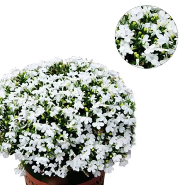 Online 200 frön/pack Färgglada rosfrön Bonsai i krukväxt Hög överlevnadsgrad för trädgårdsdekoration på balkongen Frø
