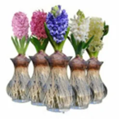 Online 200 frön/pack Färgglada rosfrön Bonsai i krukväxt Hög överlevnadsgrad för trädgårdsdekoration på balkongen Frø