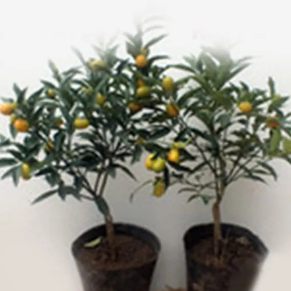 Online 200 frön/pack Färgglada rosfrön Bonsai i krukväxt Hög överlevnadsgrad för trädgårdsdekoration på balkongen Frø