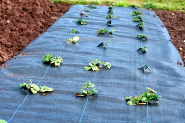 180 m² Ukrudtsbekæmpelsesmembran Ukrudtsforing Mulch liner 100 g 2 m bred Haveduge