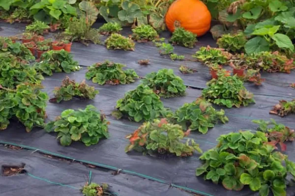 96 m² Ukrudtsbekæmpelsesmembran Ukrudtsforing Mulch liner 100 g 1,65 m bred Haveduge
