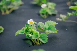 Sale 225 m² Ukrudtsbekæmpelsesstof Havefleece Mulchstof Ukrudtsbekæmpelsesmembran 190 g 1 m bred PES Haveduge