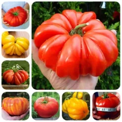 Hot 100 st läckra tomatfrön Produktiva grönsaksträdgårdsfrön för plantering utomhus Frø