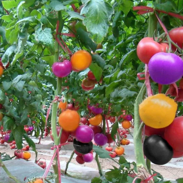 Hot 100 st läckra tomatfrön Produktiva grönsaksträdgårdsfrön för plantering utomhus Frø