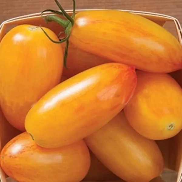 Hot 100 st läckra tomatfrön Produktiva grönsaksträdgårdsfrön för plantering utomhus Frø