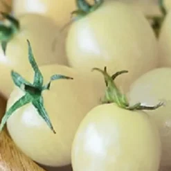 Hot 100 st läckra tomatfrön Produktiva grönsaksträdgårdsfrön för plantering utomhus Frø