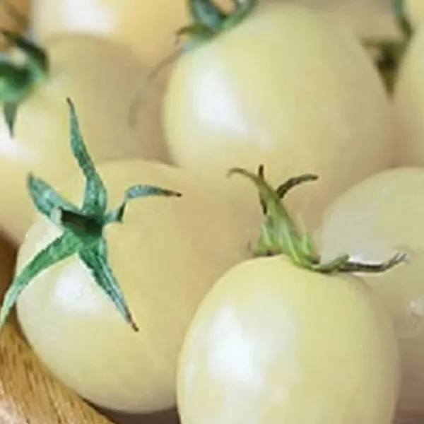 Hot 100 st läckra tomatfrön Produktiva grönsaksträdgårdsfrön för plantering utomhus Frø