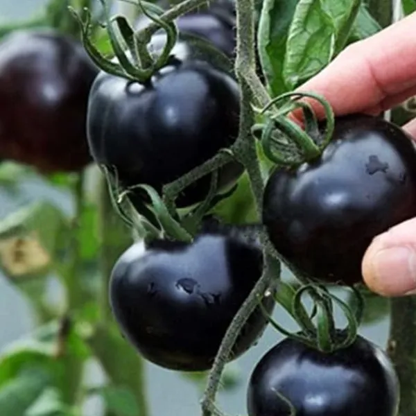 Hot 100 st läckra tomatfrön Produktiva grönsaksträdgårdsfrön för plantering utomhus Frø