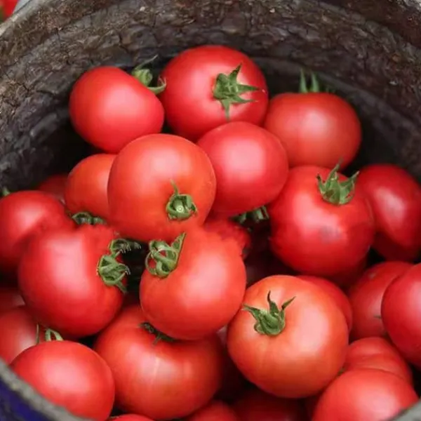 Hot 100 st läckra tomatfrön Produktiva grönsaksträdgårdsfrön för plantering utomhus Frø
