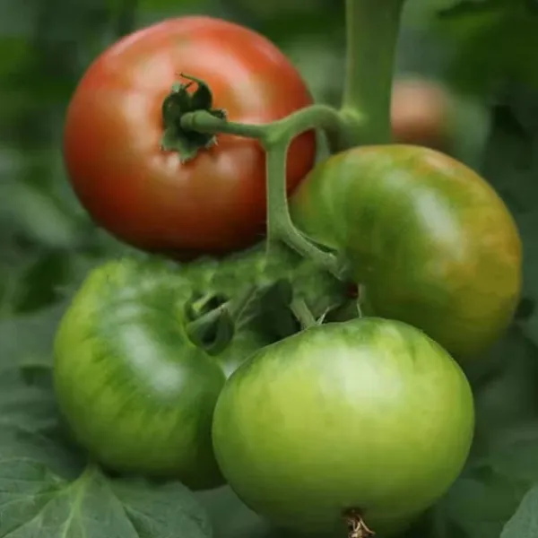 Hot 100 st läckra tomatfrön Produktiva grönsaksträdgårdsfrön för plantering utomhus Frø