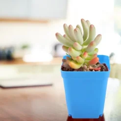 Krukker & Plantebeholdere^20 stk. mini moderne sukkulentplantepotter små plastikbeholdere, firkantede skrubbepotter (blå)