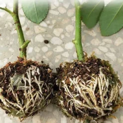 Kit Til Plante- & Urtedyrkning^3 stk. planterodningskugletransplantatrodningskasse avlskasse til haveplanter