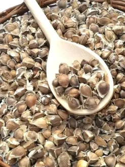 Online 110 x Moringa Oleifera Seeds hand Selected Finest Immune Quality NON-GMO Herb Frø