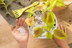 Outlet AGRO PERLITE BIOVITA 2-6 MM 10L RODNING Jord & Sand