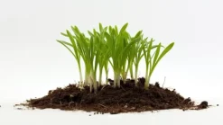 Outlet AGRO PERLITE BIOVITA 2-6 MM 10L RODNING Jord & Sand