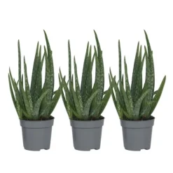 Krukkeplanter Indendørs^Aloe vera - Sæt med 3 - Aloe barbadensis - Højde 25-40cm - ⌀11cm