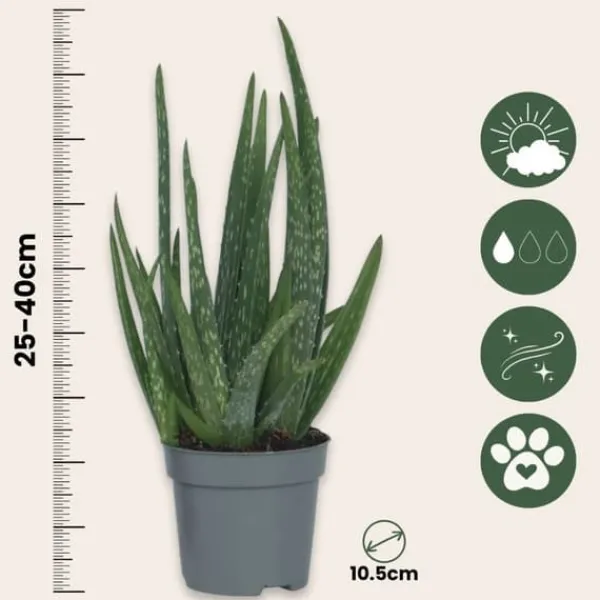 Krukkeplanter Indendørs^Aloe vera - Sæt med 3 - Aloe barbadensis - Højde 25-40cm - ⌀11cm