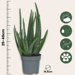 Krukkeplanter Indendørs^Aloe vera - Sæt med 6 - Aloe barbadensis - Højde 25-40cm - ⌀11cm