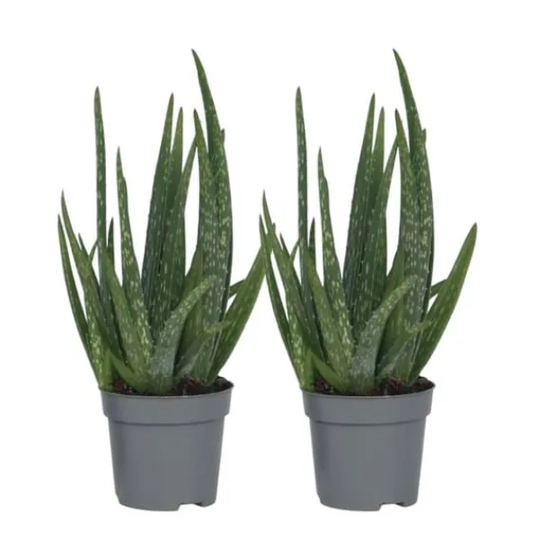 Krukkeplanter Indendørs^Aloe vera - Sæt med 2 - Aloe barbadensis - Højde 25-40cm - ⌀11cm
