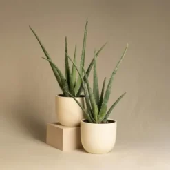 Krukkeplanter Indendørs^Aloe vera - Sæt med 2 - Aloe barbadensis - Højde 25-40cm - ⌀11cm