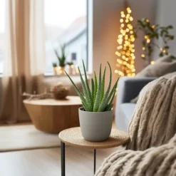 Krukkeplanter Indendørs^Aloe vera - Sæt med 2 - Aloe barbadensis - Højde 25-40cm - ⌀11cm
