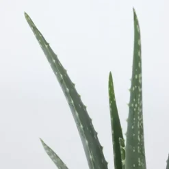 Krukkeplanter Indendørs^Aloe vera - Sæt med 2 - Aloe barbadensis - Højde 25-40cm - ⌀11cm