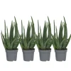 Sale Aloe vera - Sæt med 4 - Aloe barbadensis - Højde 25-40cm - ⌀11cm Krukkeplanter Indendørs