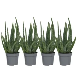 Sale Aloe vera - Sæt med 4 - Aloe barbadensis - Højde 25-40cm - ⌀11cm Krukkeplanter Indendørs