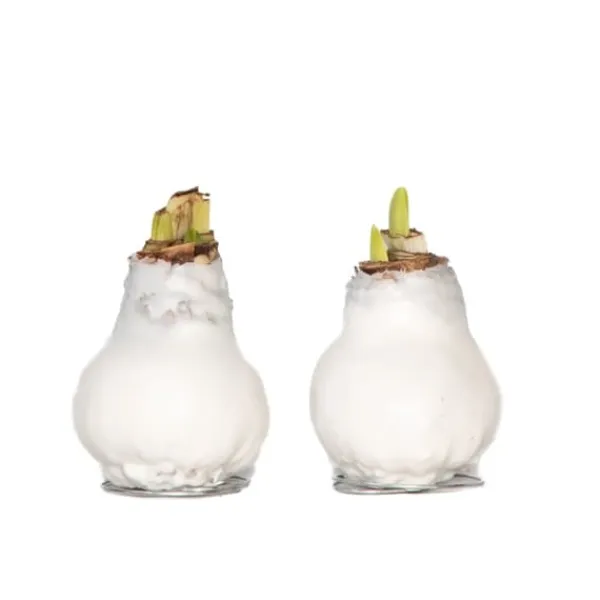 Frø^Amaryllis - Hippeastrum 'Wax White' - Løg - Røde blomster