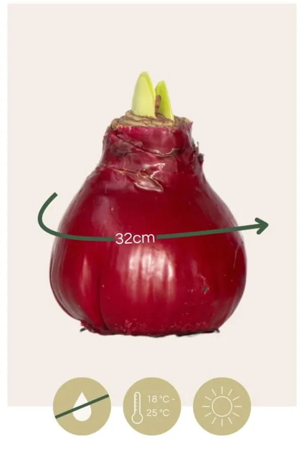 Hot Amaryllis - Hippeastrum 'Wax Bordeaux' - Løg - Røde blomster Frø