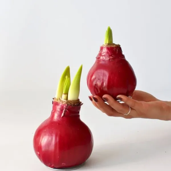 Hot Amaryllis - Hippeastrum 'Wax Bordeaux' - Løg - Røde blomster Frø