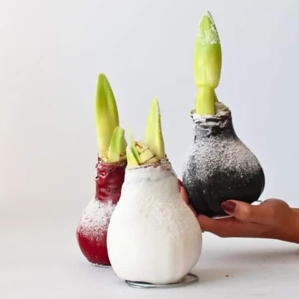 Online Amaryllis - Hippeastrum 'Wax Snow Red' - Løg - Røde blomster Frø