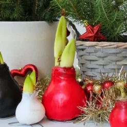 Frø^Amaryllis - Hippeastrum 'Wax Mix Red White' - Løg - Røde blomster
