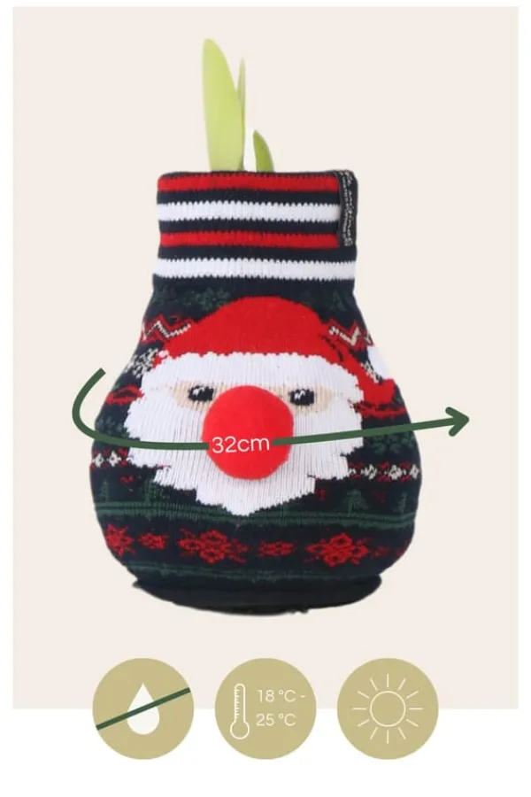 New Amaryllis - Sæt med 3 - Hippeastrum 'Xmas Sweater Mix' - Kugle Krukkeplanter Indendørs