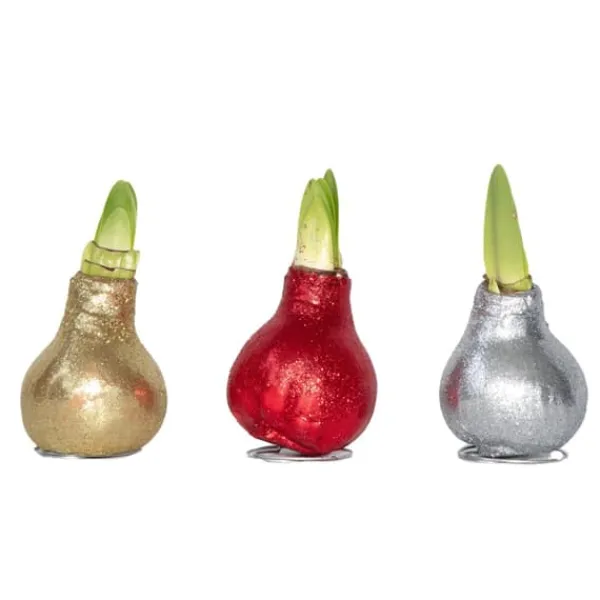 Amaryllis - Sæt med 3 - Hippeastrum 'Glitter Mix' - Røde blomster Frø