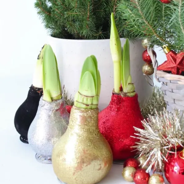 Amaryllis - Sæt med 3 - Hippeastrum 'Glitter Mix' - Røde blomster Frø