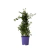 Haveplanter^Amerikansk syren - Ceanothus thyrsiflorus Repens - Højde 60-70cm - ⌀17cm