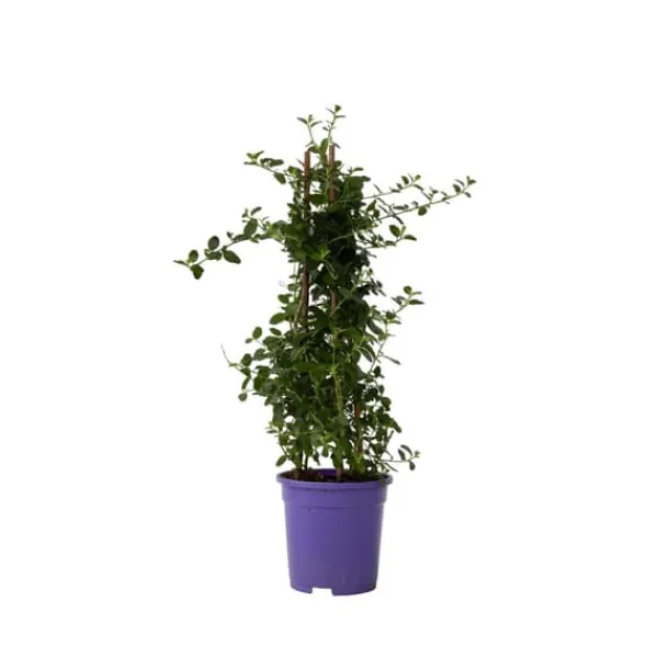 Haveplanter^Amerikansk syren - Ceanothus thyrsiflorus Repens - Højde 60-70cm - ⌀17cm
