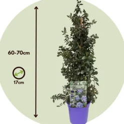 Haveplanter^Amerikansk syren - Ceanothus thyrsiflorus Repens - Højde 60-70cm - ⌀17cm