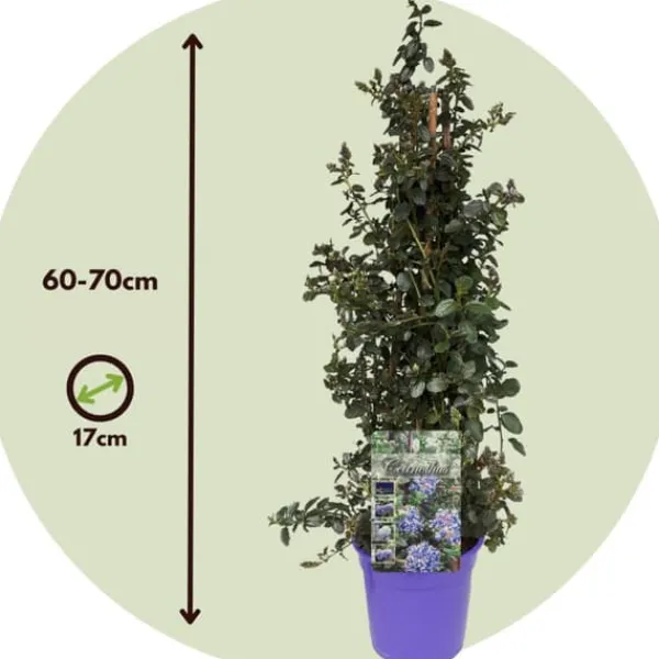 Haveplanter^Amerikansk syren - Ceanothus thyrsiflorus Repens - Højde 60-70cm - ⌀17cm