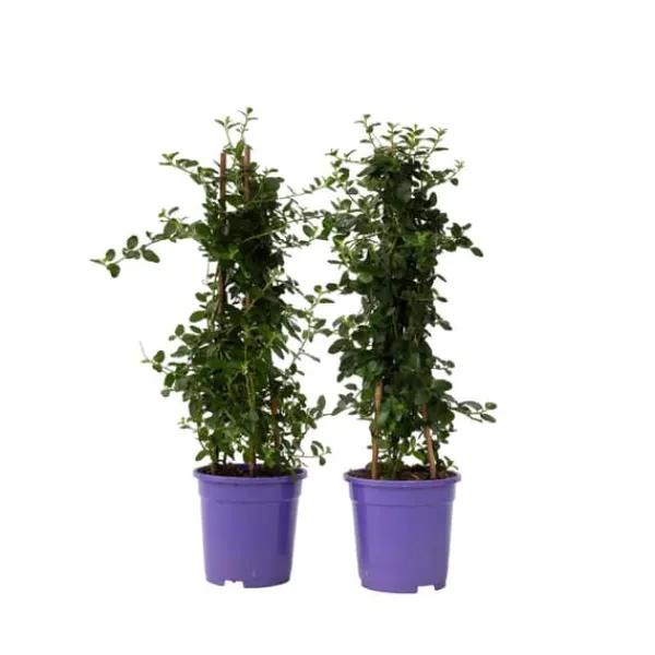 Haveplanter^Amerikansk syren - Sæt 2 - Ceanothus thyrsiflorus Repens - Højde 60-70cm - ⌀17cm