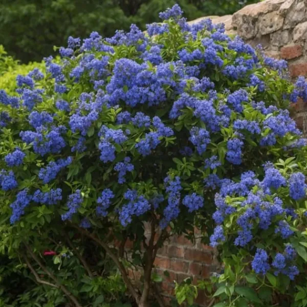 Haveplanter^Amerikansk syren - Sæt 2 - Ceanothus thyrsiflorus Repens - Højde 60-70cm - ⌀17cm