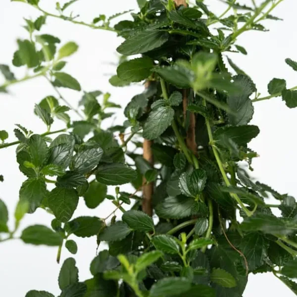 Haveplanter^Amerikansk syren - Sæt 2 - Ceanothus thyrsiflorus Repens - Højde 60-70cm - ⌀17cm