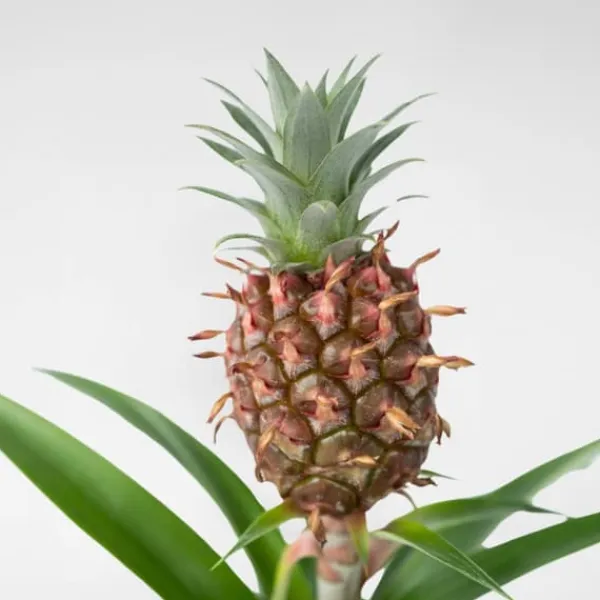 Discount Ananasplante - Ananas comosus 'Mi Amigo' - Højde 35-45cm - ⌀12cm Krukkeplanter Indendørs