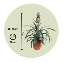 Discount Ananasplante - Sæt med 2 - Ananas comosus 'Mi Amigo' - Højde 35-45cm - ⌀12cm Krukkeplanter Indendørs