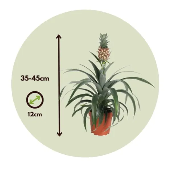 Discount Ananasplante - Sæt med 2 - Ananas comosus 'Mi Amigo' - Højde 35-45cm - ⌀12cm Krukkeplanter Indendørs