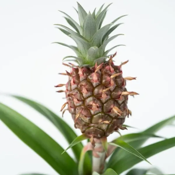 Discount Ananasplante - Sæt med 2 - Ananas comosus 'Mi Amigo' - Højde 35-45cm - ⌀12cm Krukkeplanter Indendørs