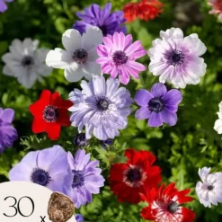 New Anemoneløg - Sæt med 30 - Anemoon de Caen - Blomsterløg - Flerfarvet Frø